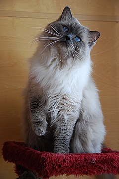 Faelinis Blue Balou (Blubby)