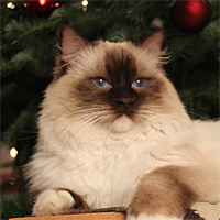 Unser Zuchtkater Dajm