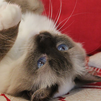 Unser Zuchtkater Dajm