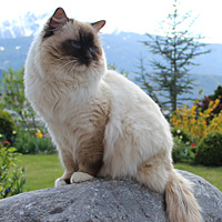 Unser Zuchtkater Dajm