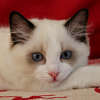 Idefix